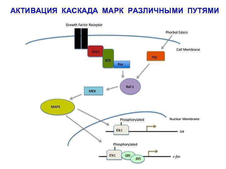АКТИВАЦИЯ КАСКАДА МАРК РАЗЛИЧНЫМИ ПУТЯМИ 