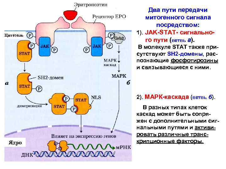 Цитозоль Два пути передачи митогенного сигнала посредством: 1). JAK-STAT- сигнального пути (ветвь а). В