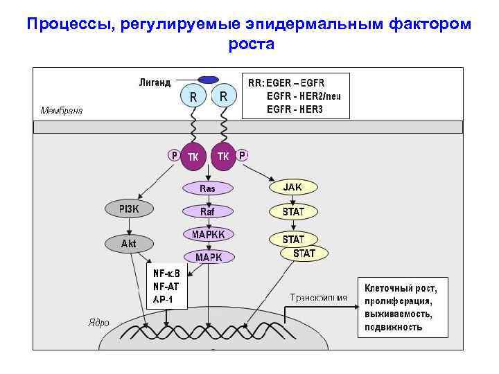 Процессы, регулируемые эпидермальным фактором роста 