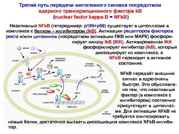 Третий путь передачи митогенного сигнала посредством ядерного транскрипционного фактора k. B (nuclear factor kappa