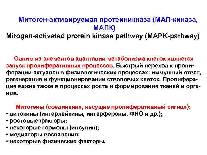 Митоген-активируемая протеиникназа (МАП-киназа, МАПК) Mitogen-activated protein kinase pathway (MAPK-pathway) Одним из элементов адаптации метаболизма