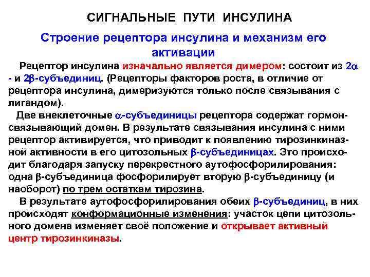 СИГНАЛЬНЫЕ ПУТИ ИНСУЛИНА Строение рецептора инсулина и механизм его активации Рецептор инсулина изначально является