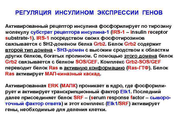 РЕГУЛЯЦИЯ ИНСУЛИНОМ ЭКСПРЕССИИ ГЕНОВ Активированный рецептор инсулина фосфорилирует по тирозину молекулу субстрат рецептора инсулина-1