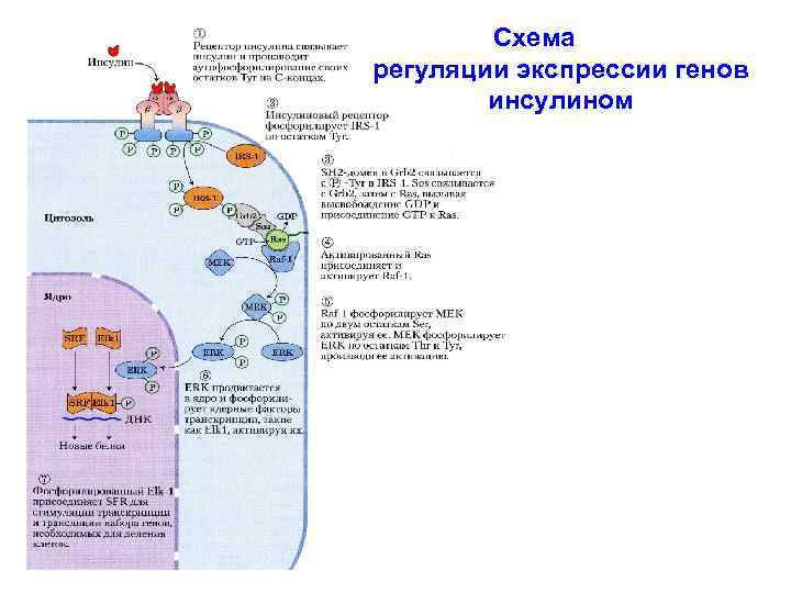 Схема регуляции экспрессии генов инсулином 