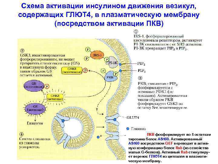 Схема активации инсулином движения везикул, содержащих ГЛЮТ 4, в плазматическую мембрану (посредством активации ПКВ)