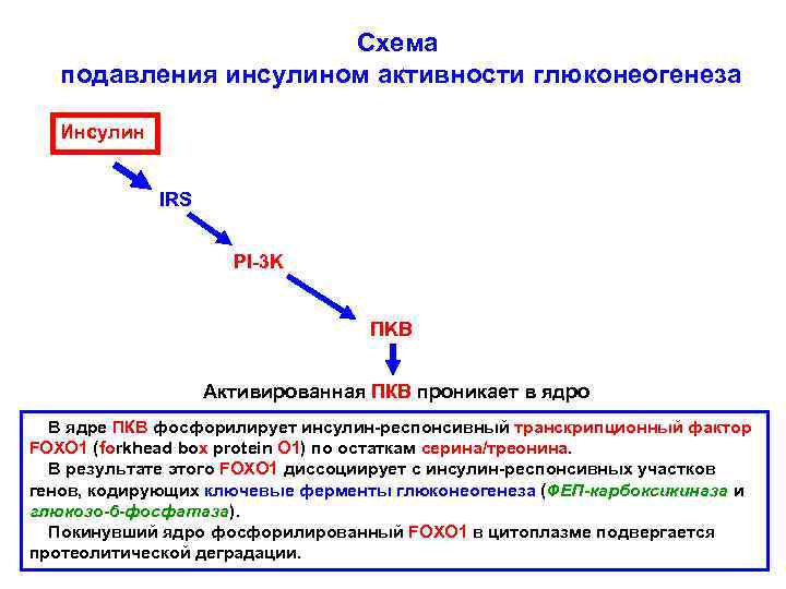 Схема подавления инсулином активности глюконеогенеза Инсулин IRS PI-3 K ПKB Активированная ПКВ проникает в