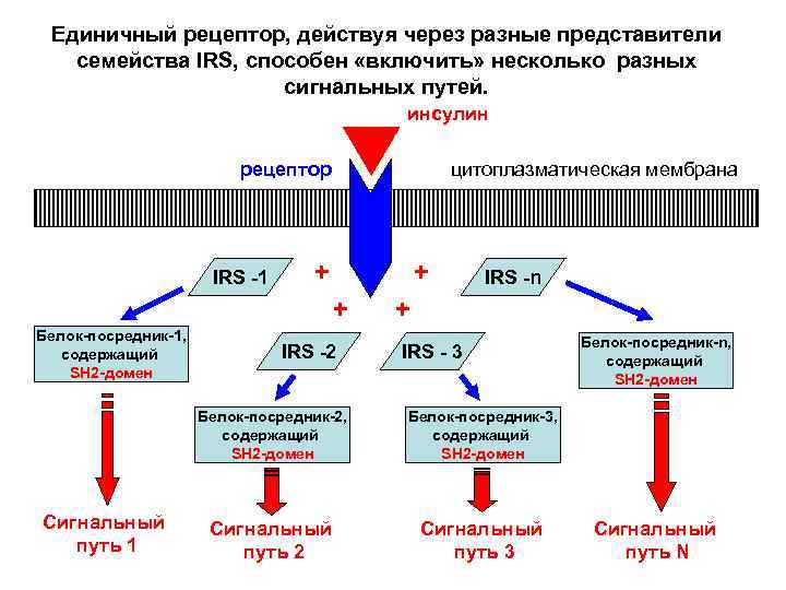 Единичный рецептор, действуя через разные представители семейства IRS, способен «включить» несколько разных сигнальных путей.