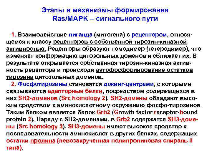Этапы и механизмы формирования Ras/MAPK – сигнального пути 1. Взаимодействие лиганда (митогена) с рецептором,