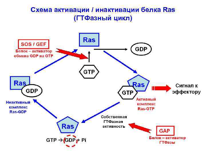 Схема активации / инактивации белка Ras (ГТФазный цикл) 