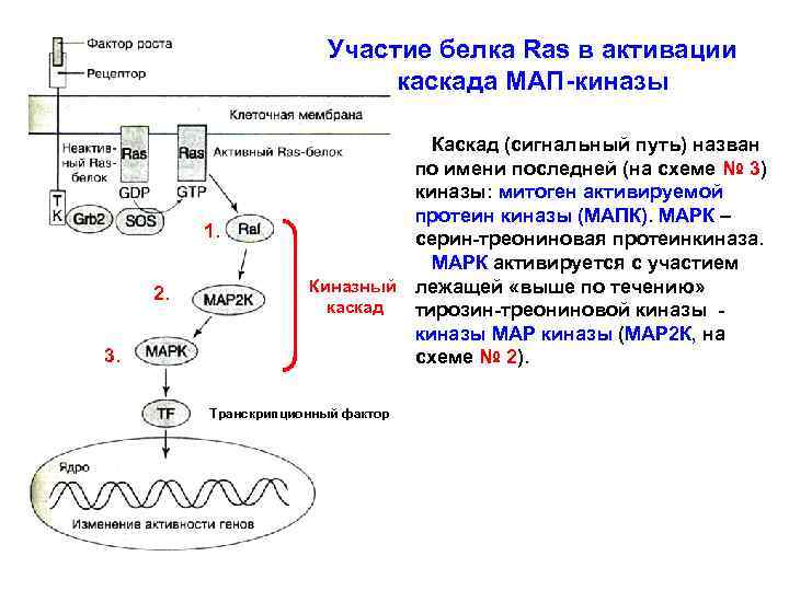 Участие белка Ras в активации каскада МАП-киназы 1. 2. 3. Каскад (сигнальный путь) назван