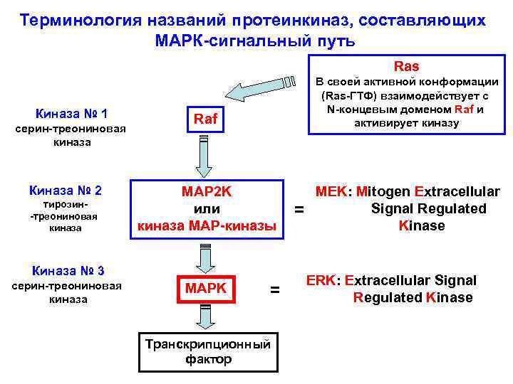 Терминология названий протеинкиназ, составляющих МАРК-сигнальный путь Ras Киназа № 1 серин-треониновая киназа Киназа №