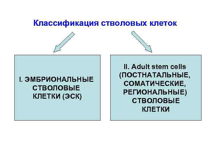 Классификация стволовых клеток I. ЭМБРИОНАЛЬНЫЕ СТВОЛОВЫЕ КЛЕТКИ (ЭСК) II. Adult stem cells (ПОСТНАТАЛЬНЫЕ, СОМАТИЧЕСКИЕ,