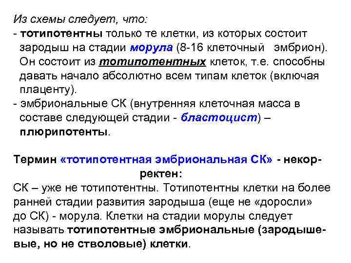 Из схемы следует, что: - тотипотентны только те клетки, из которых состоит зародыш на