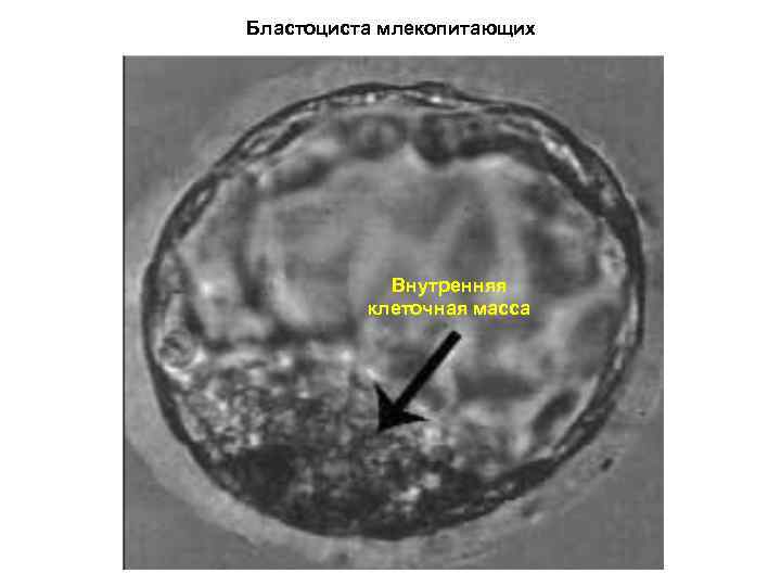 Бластоциста млекопитающих Внутренняя клеточная масса 