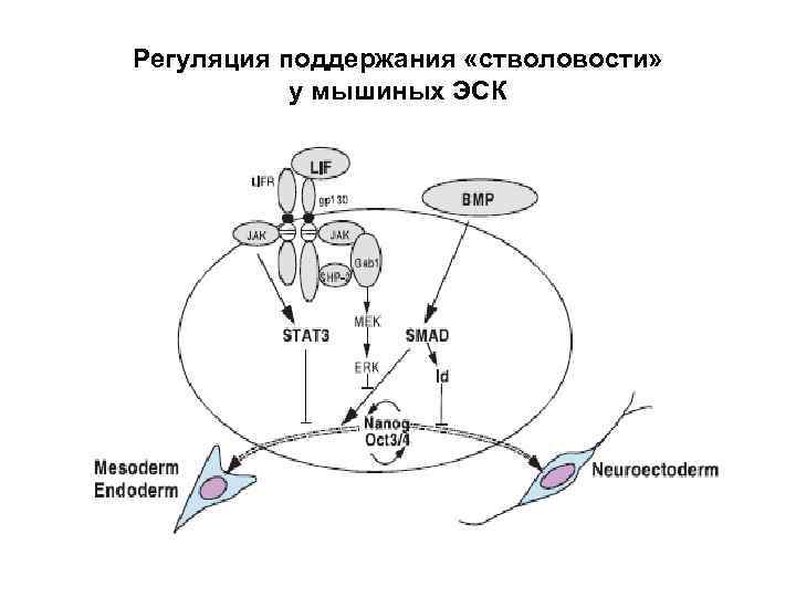 Регуляция поддержания «стволовости» у мышиных ЭСК 