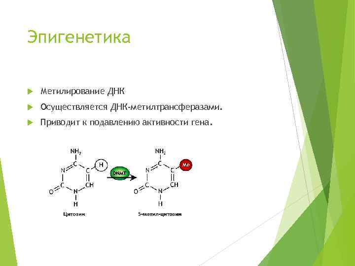 Эпигенетика Метилирование ДНК Осуществляется ДНК-метилтрансферазами. Приводит к подавлению активности гена. 