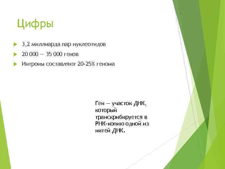 Цифры 3, 2 миллиарда пар нуклеотидов 20 000 — 35 000 генов Интроны составляют