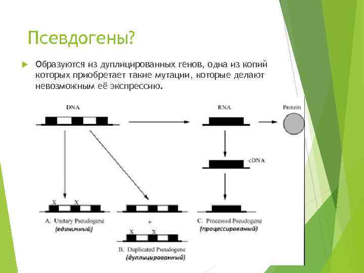 Псевдогены? Образуются из дуплицированных генов, одна из копий которых приобретает такие мутации, которые делают