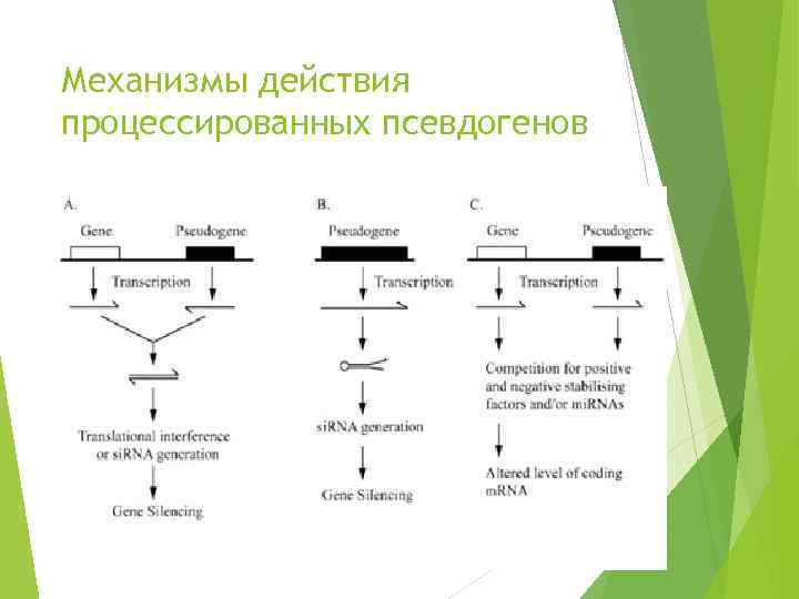Механизмы действия процессированных псевдогенов 