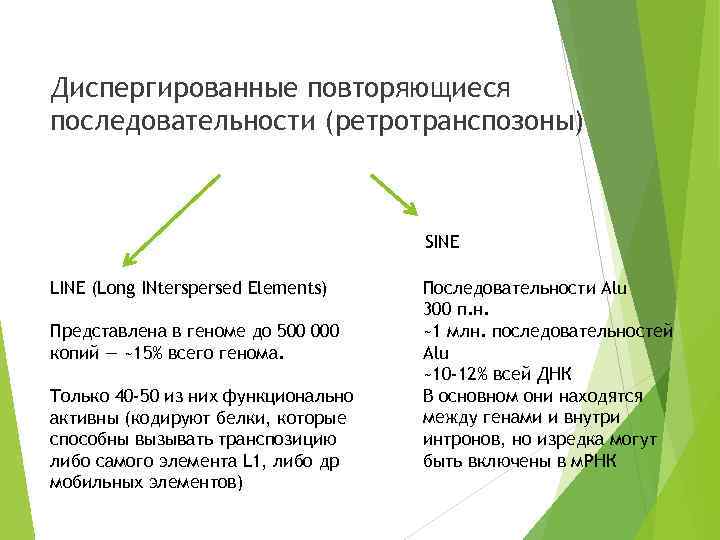 Диспергированные повторяющиеся последовательности (ретротранспозоны) SINE LINE (Long INterspersed Elements) Представлена в геноме до 500