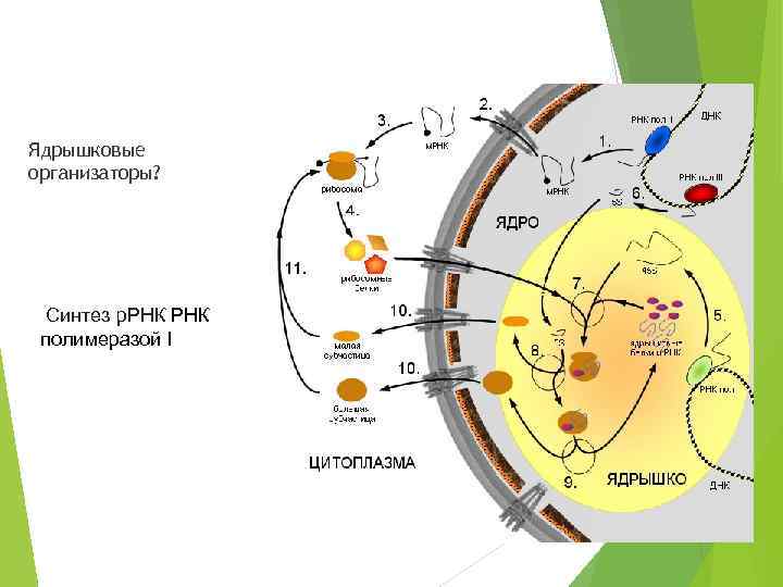 Ядрышковые организаторы? Синтез р. РНК полимеразой I 