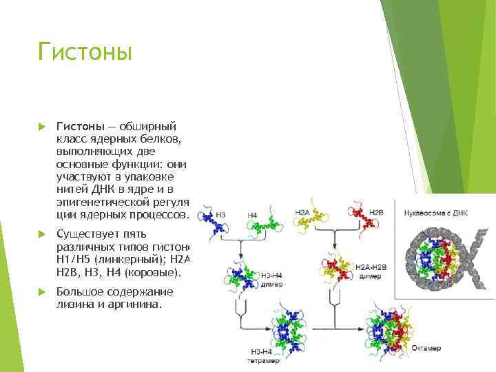 Белки гистоны. Гистоны строение. Гистоны структура. Гистон структурная формула. Гистоны - белки с высоким содержанием.