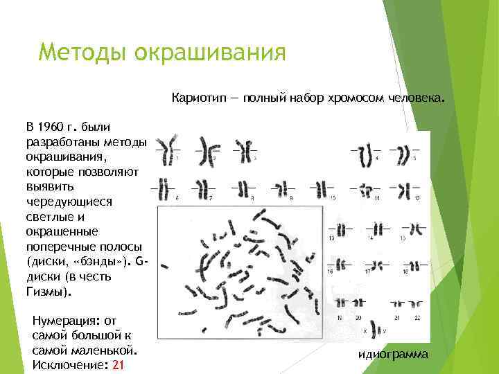 Методы окрашивания Кариотип — полный набор хромосом человека. В 1960 г. были разработаны методы