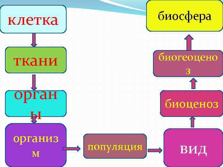 биосфера клетка ткани биогеоцено з орган ы биоценоз организ м популяция вид 