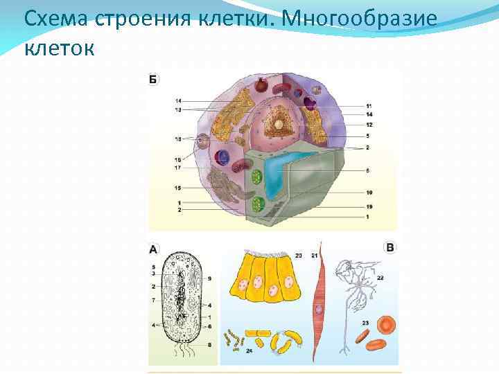 Схема строения клетки. Многообразие клеток 