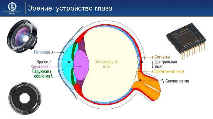 Зрение: устройство глаза 