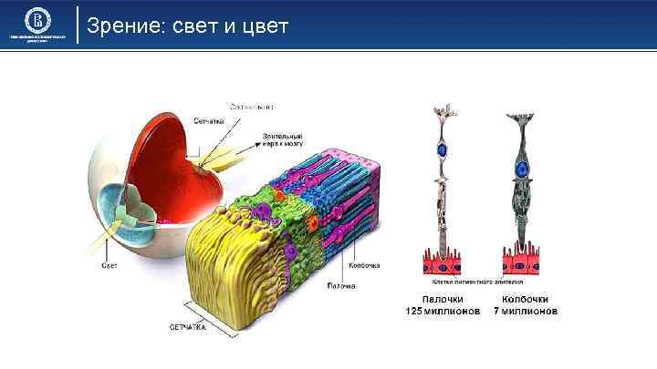 Зрение: свет и цвет 