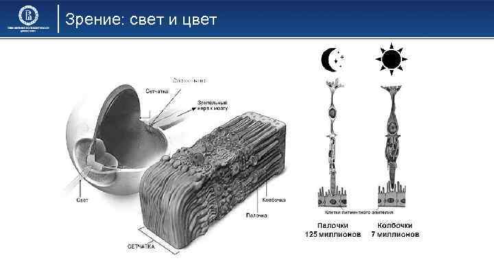 Зрение: свет и цвет 