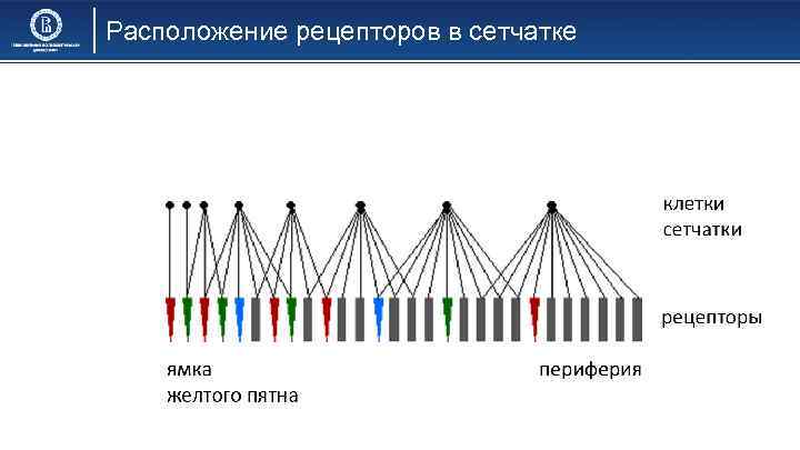 Расположение рецепторов в сетчатке 