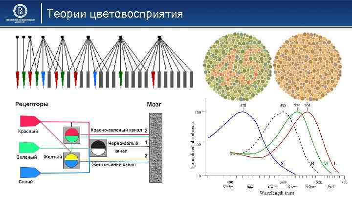 Теории цветовосприятия 