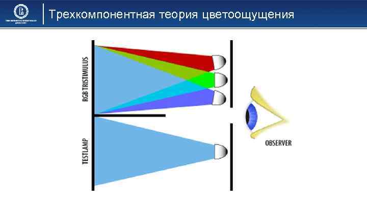 Трехкомпонентная теория цветоощущения 