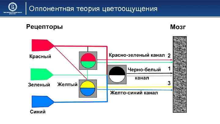 Оппонентная теория цветоощущения 