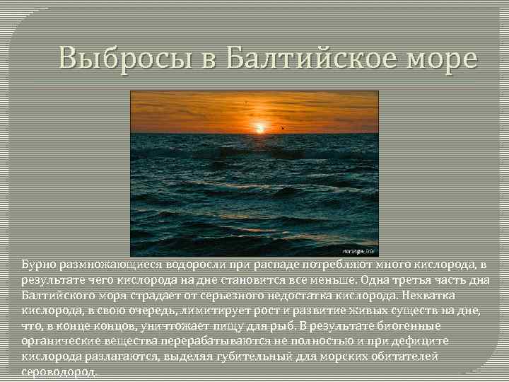 Выбросы в Балтийское море Бурно размножающиеся водоросли при распаде потребляют много кислорода, в результате