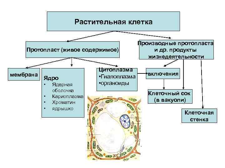 Растительная клетка Протопласт (живое содержимое) мембрана Ядро • Ядерная оболочка • Кариоплазма • Хроматин