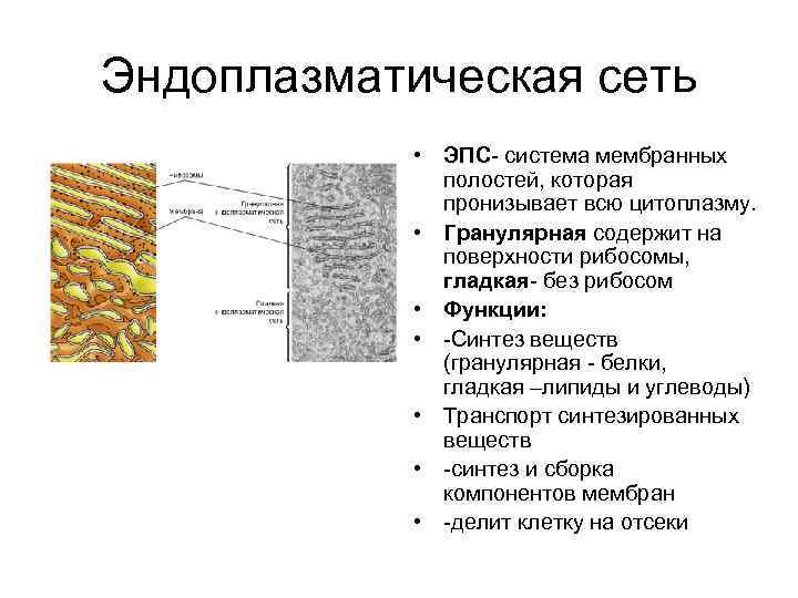 Белки эндоплазматического ретикулума