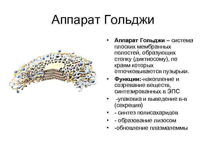 Аппарат гольджи презентация