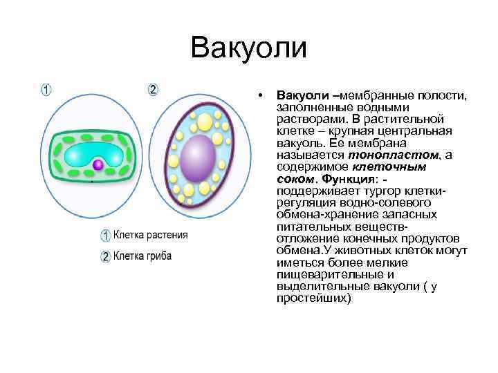 Вакуоль деление клеток. Мембрана вакуоли растительной клетки. Крупная вакуоль растительной клетки. Жидкое содержимое клетки.