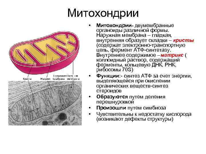 Двумембранные органоиды клетки