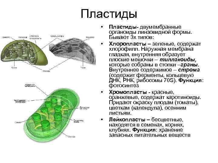 Хлоропласт двумембранный. Органоиды клетки пластиды функции. Органоиды клетки пластиды строение. Двумембранный органоид пластиды. Органоиды клетки пластиды строение и функции.