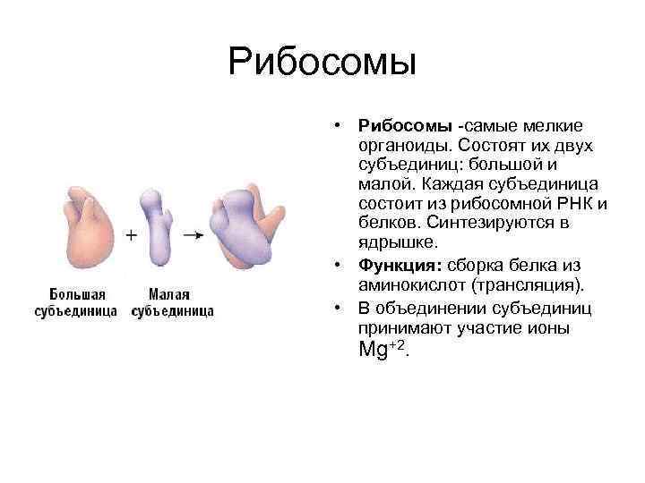 Рибосомы • Рибосомы -самые мелкие органоиды. Состоят их двух субъединиц: большой и малой. Каждая