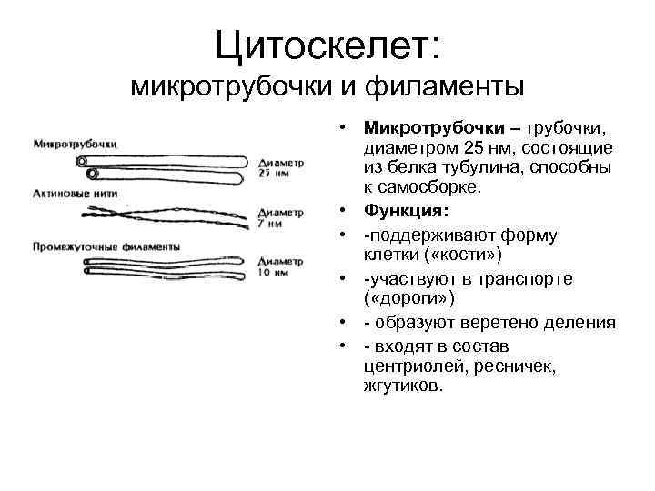 Цитоскелет: микротрубочки и филаменты • Микротрубочки – трубочки, диаметром 25 нм, состоящие из белка