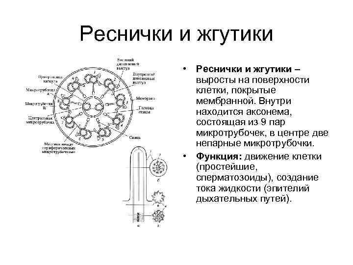 Реснички и жгутики эукариот