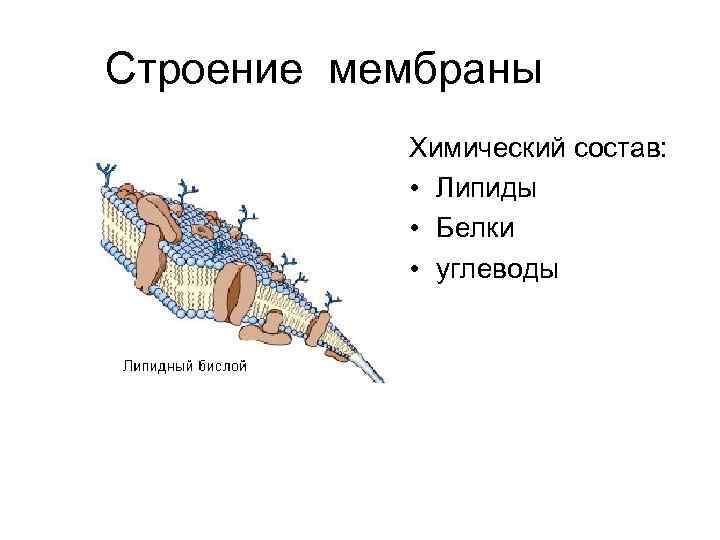 Строение мембраны Химический состав: • Липиды • Белки • углеводы 