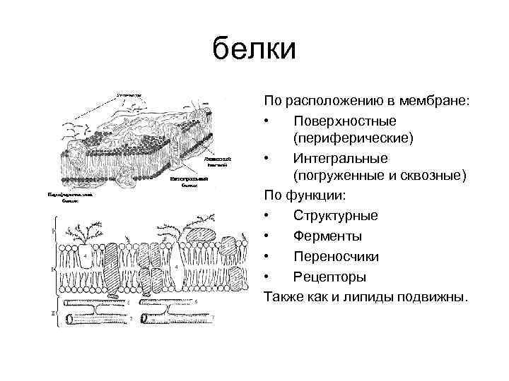 белки По расположению в мембране: • Поверхностные (периферические) • Интегральные (погруженные и сквозные) По