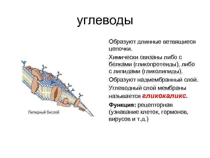 углеводы Образуют длинные ветвящиеся цепочки. Химически связаны либо с белками (гликопротеиды), либо с липидами