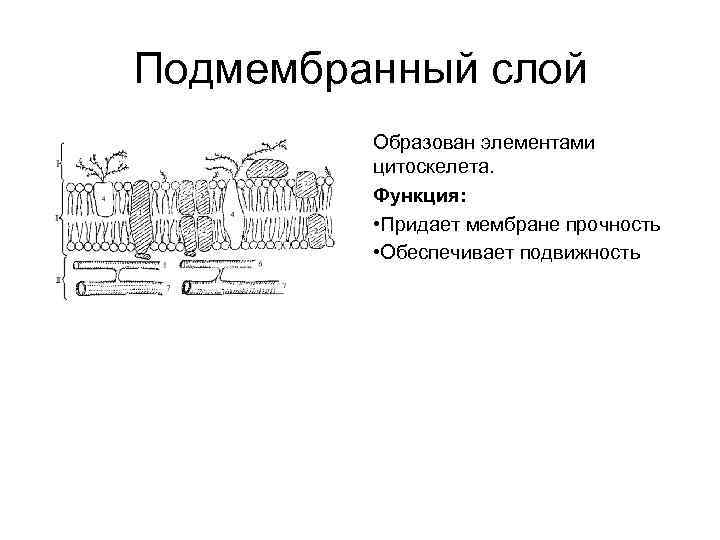 Подмембранный слой Образован элементами цитоскелета. Функция: • Придает мембране прочность • Обеспечивает подвижность 